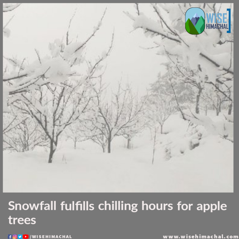 Snowfall fulfills chilling hours for apple trees