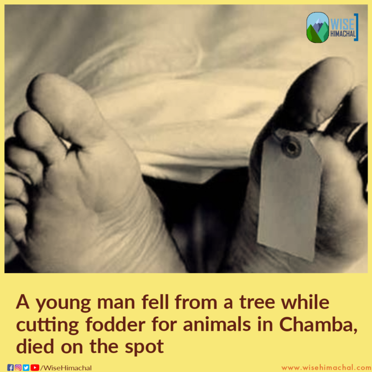 A young man fell from a tree while cutting fodder for animals in Chamba, died on the spot