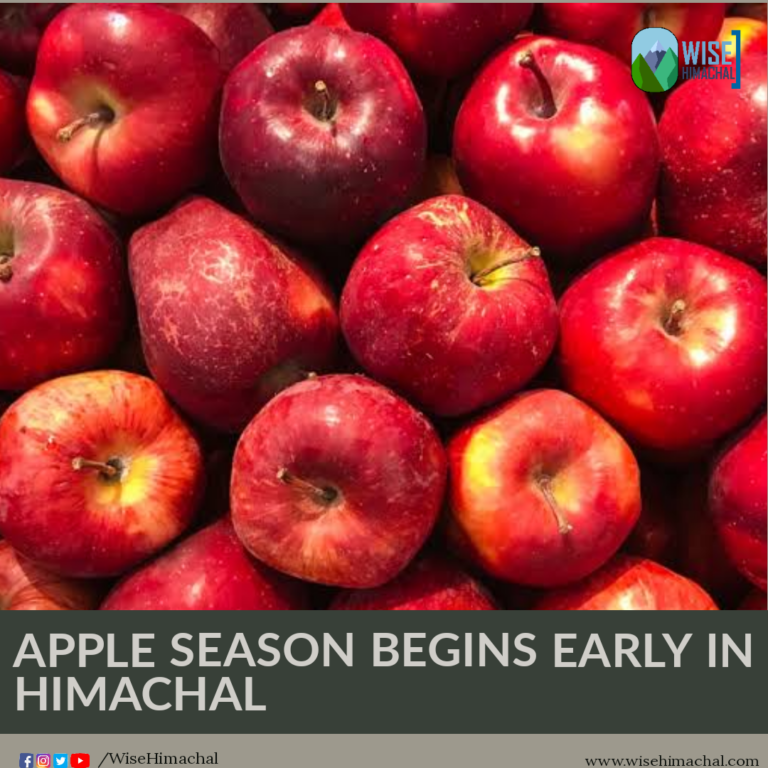 APPLE SEASON TO START 15 DAYS IN ADVANCE IN HIMACHAL, WILL AFFECT ECONOMY OF ₹5000 CRORES