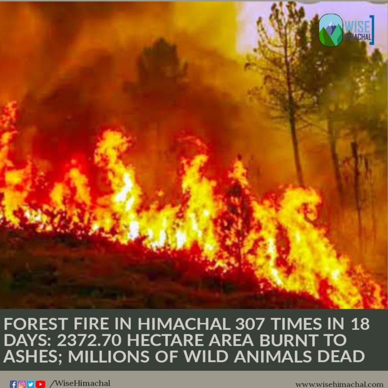 FOREST FIRE IN HIMACHAL 307 TIMES IN 18 DAYS: 2372.70 HECTARE AREA BURNT TO ASHES; MILLIONS OF WILD ANIMALS DEAD