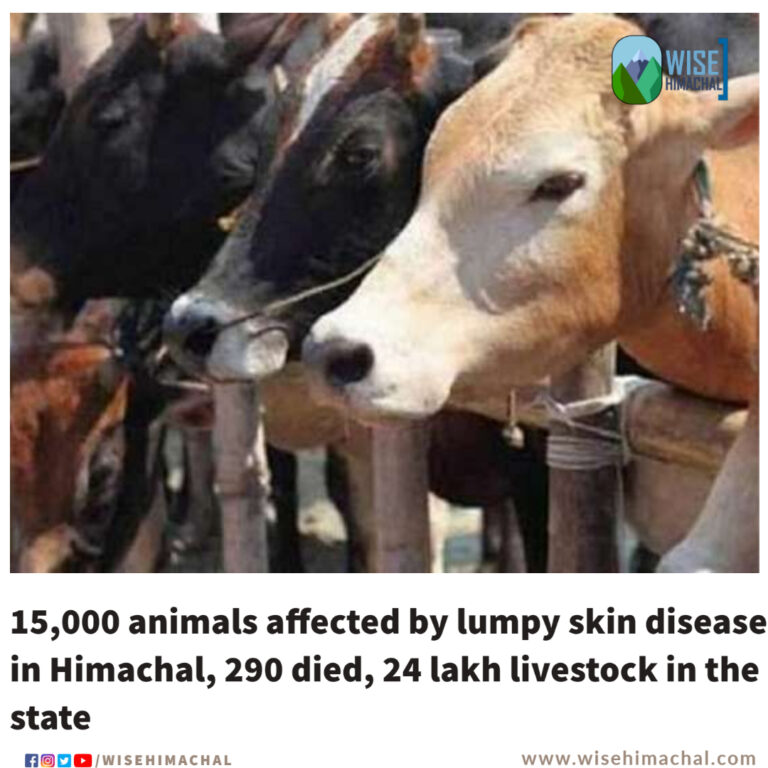 15 thousand animals affected by lumpy skin disease in Himachal, 290 died, 24 lakh livestock in the state