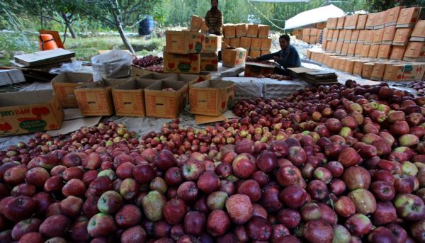 Himachal’s ₹4,500 crore apple industry faces crisis as monsoon blocks transportation routes