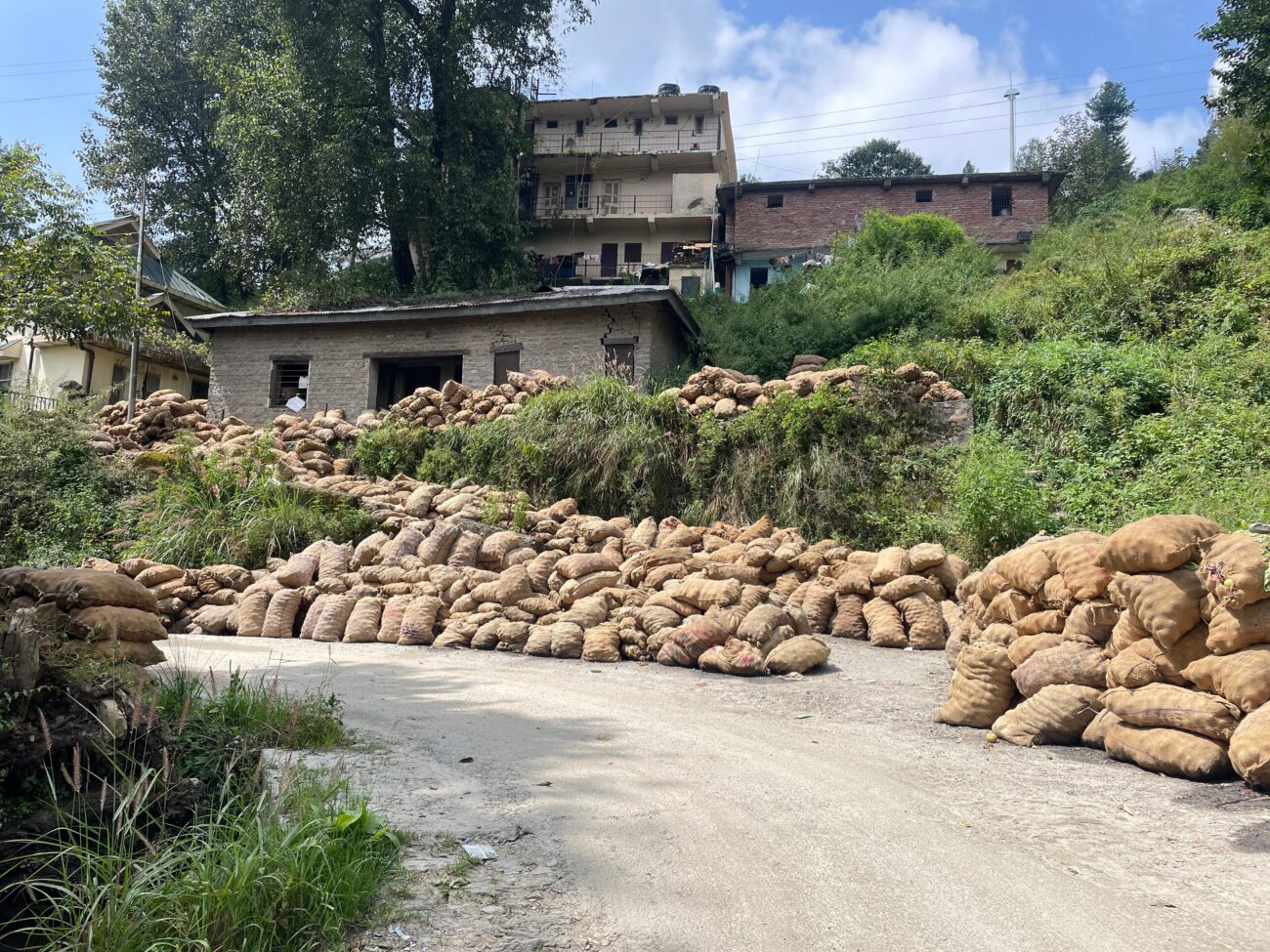 Apple sacks crisis in Himachal Pradesh: Farmers' crops rotting on roadsides rotten apples in himachal