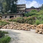 rotten apples in himachal
