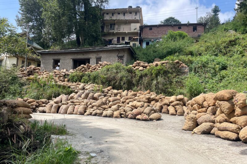 Apple sacks crisis in Himachal Pradesh: Farmers’ crops rotting on roadsides