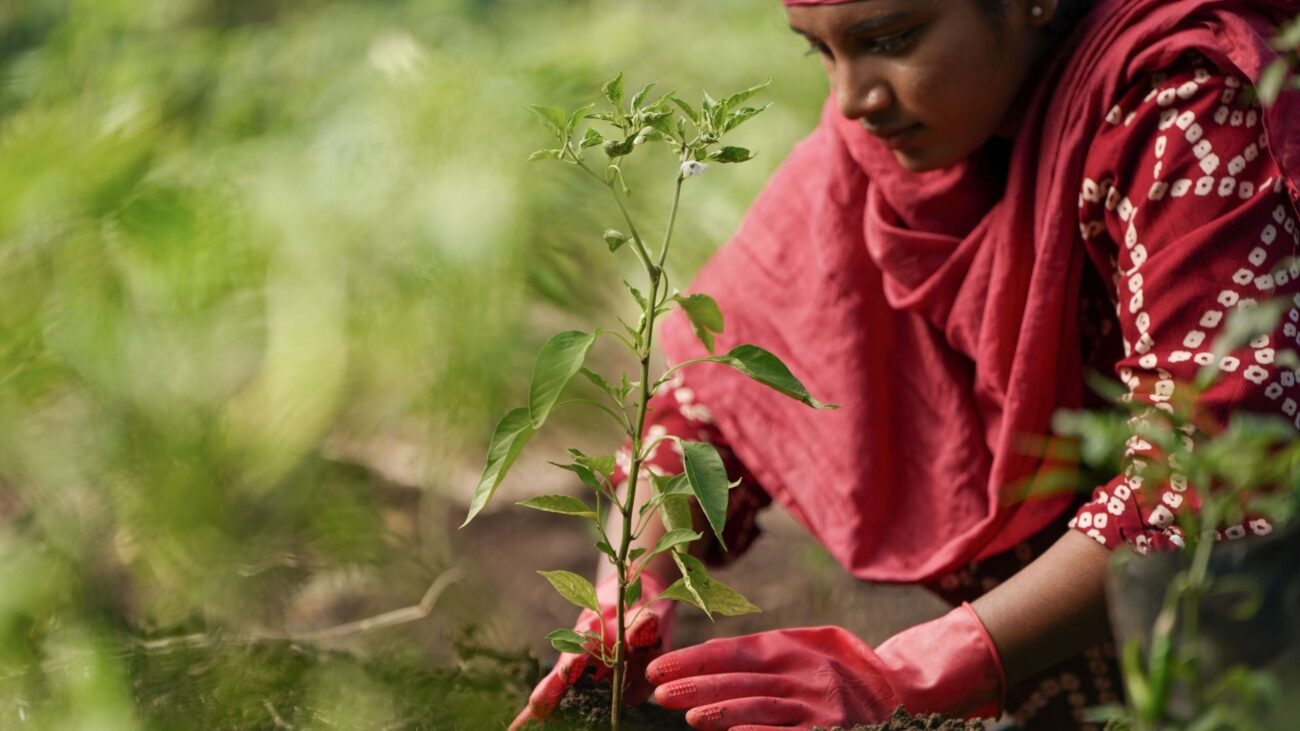 him evergreen forest