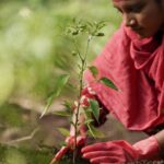 him evergreen forest