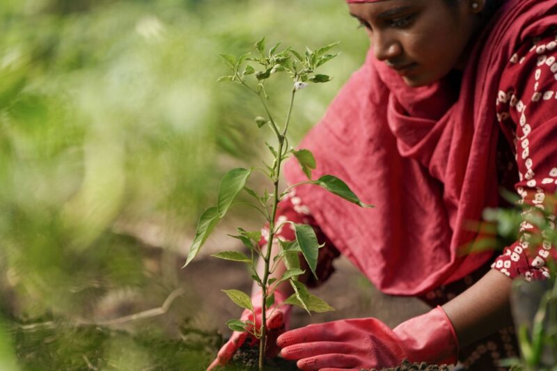 Private landowners to get paid for planting trees under new HP forest scheme starting this monsoon