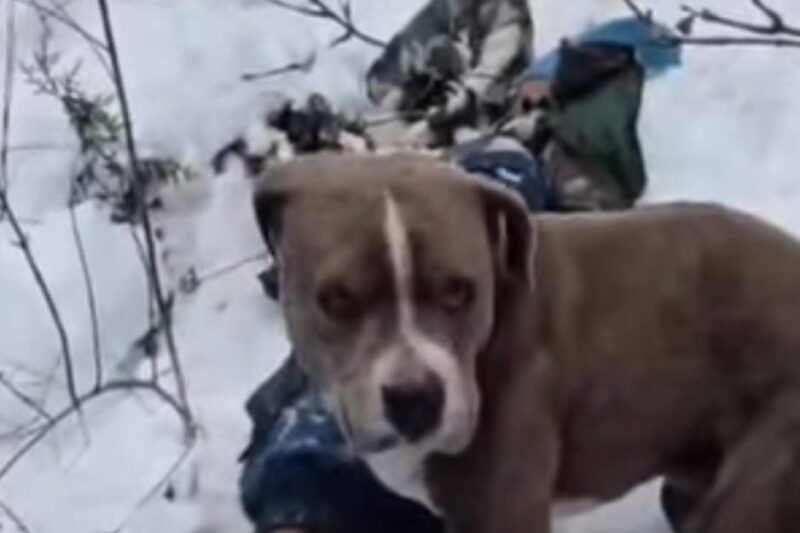 Loyal pitbull guards owner’s body for 4 days in 4-feet snow at Chamba